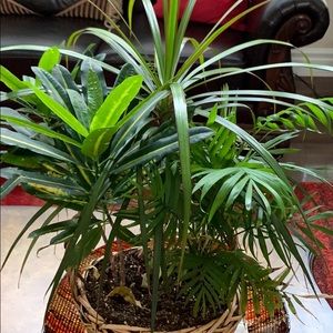 Meet your Posher, Dilveen